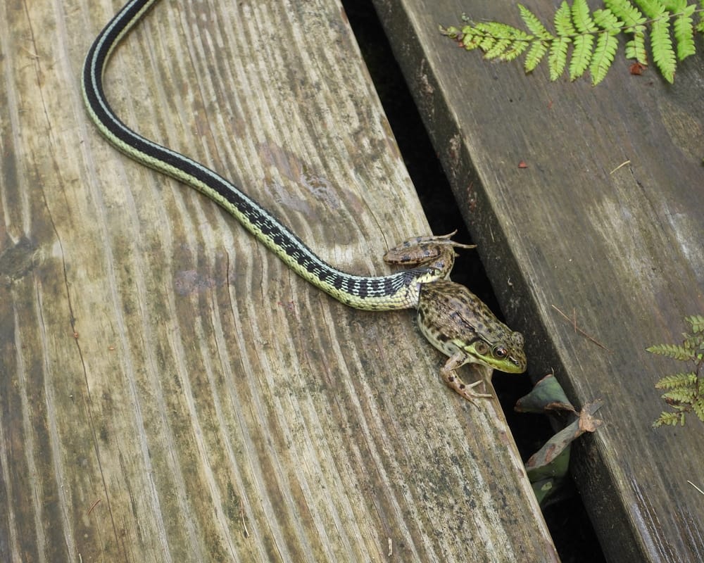 garter snake eating frog