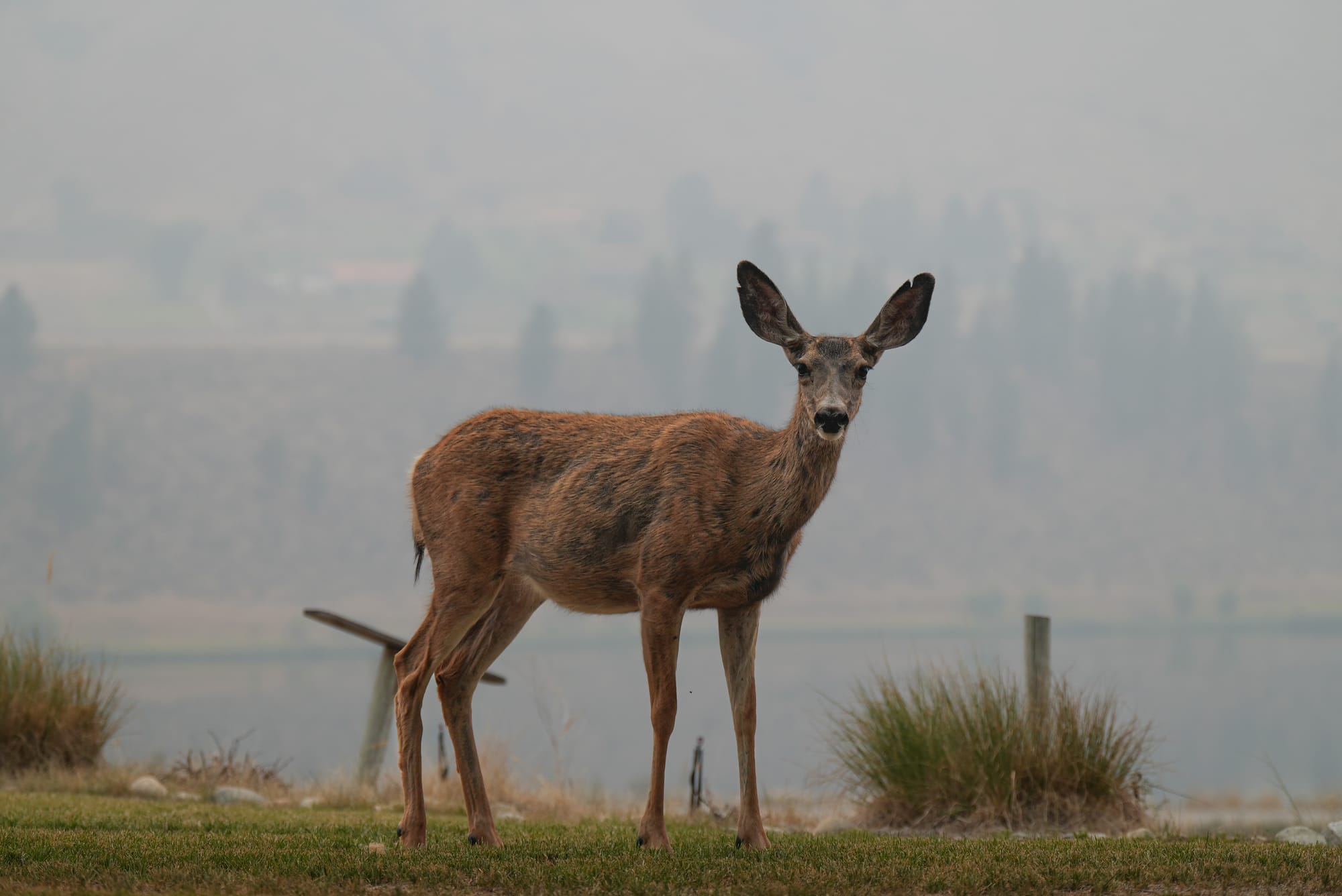 deer in wildfire smoke