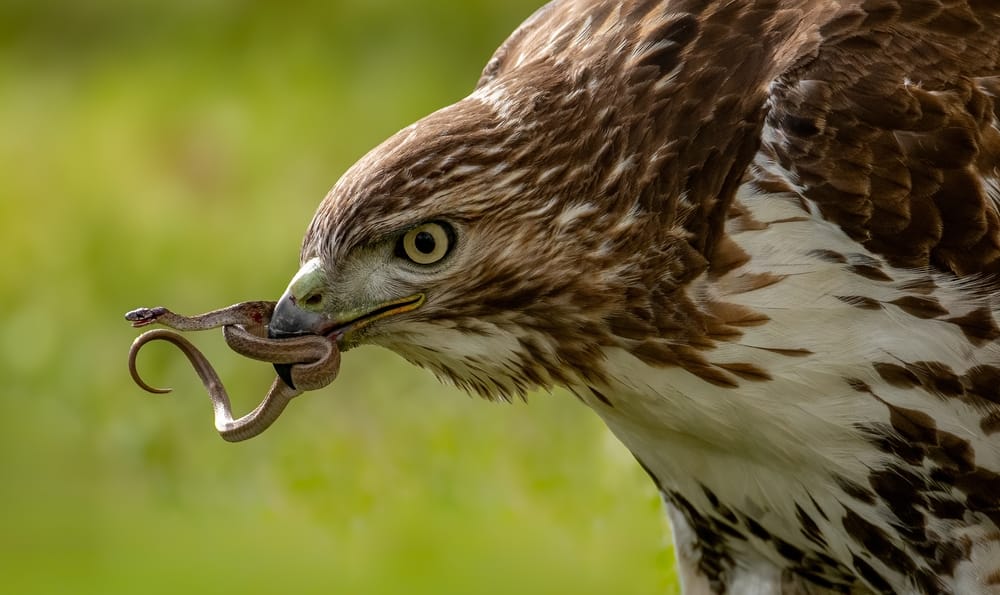 hawk with snake