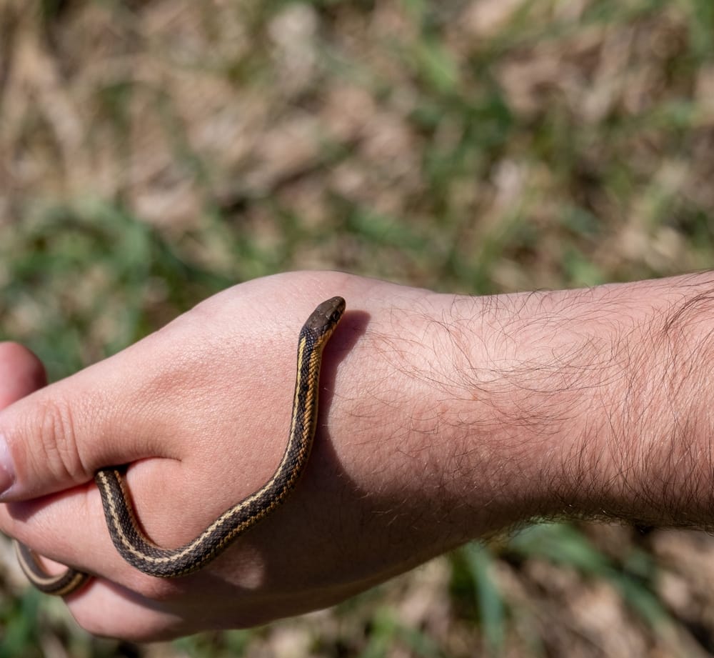 holding a garter snake
