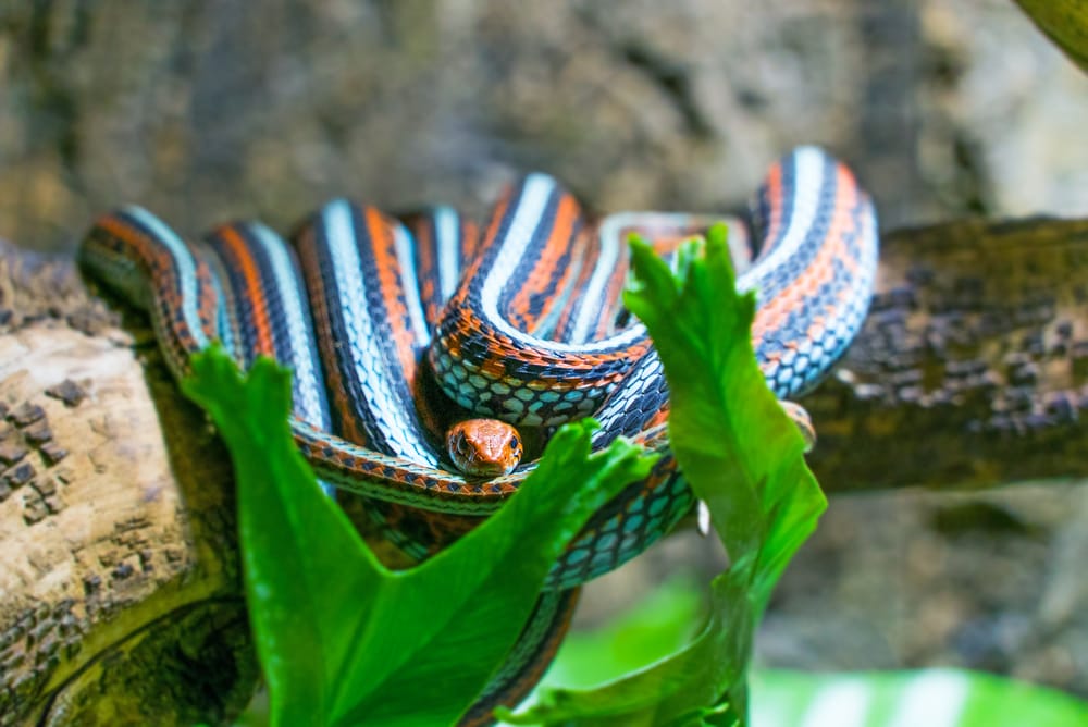 San Francisco garter snake