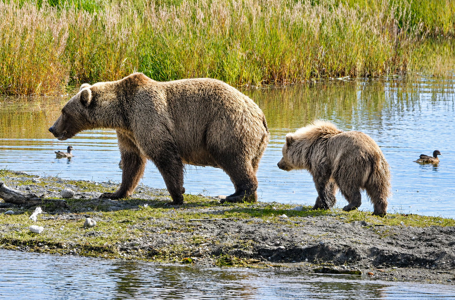 brown bear with cub