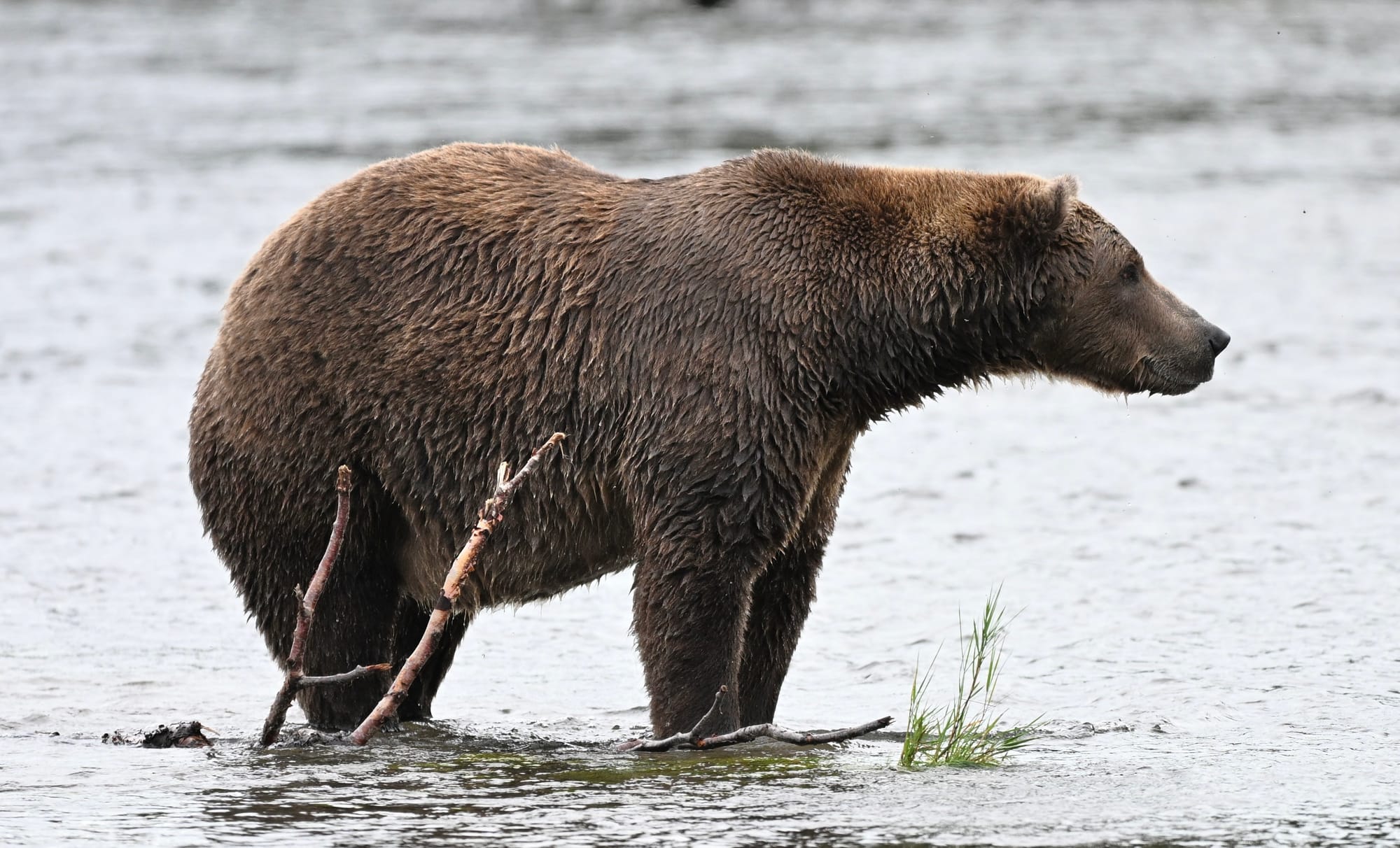 brown bear