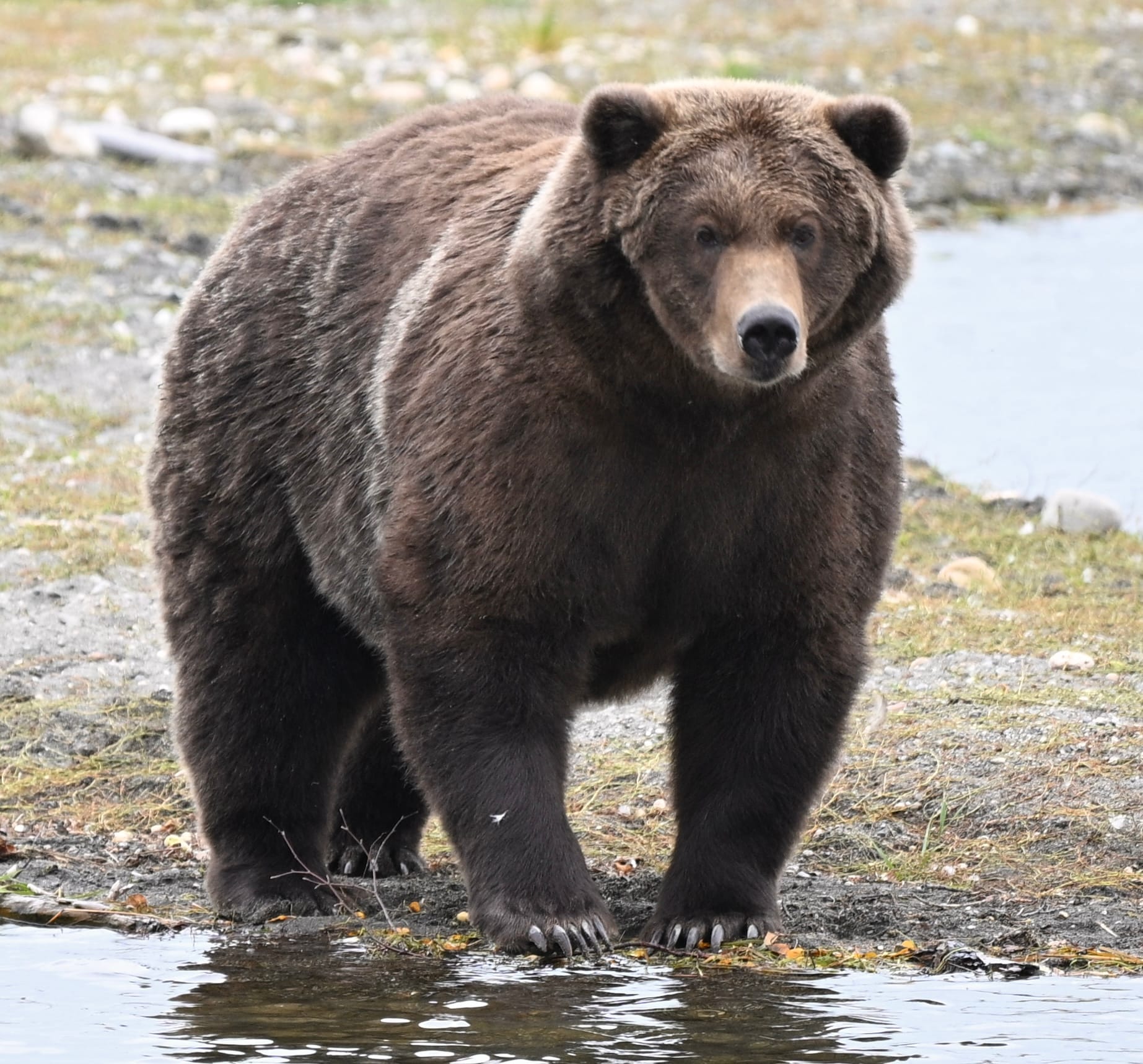brown bear