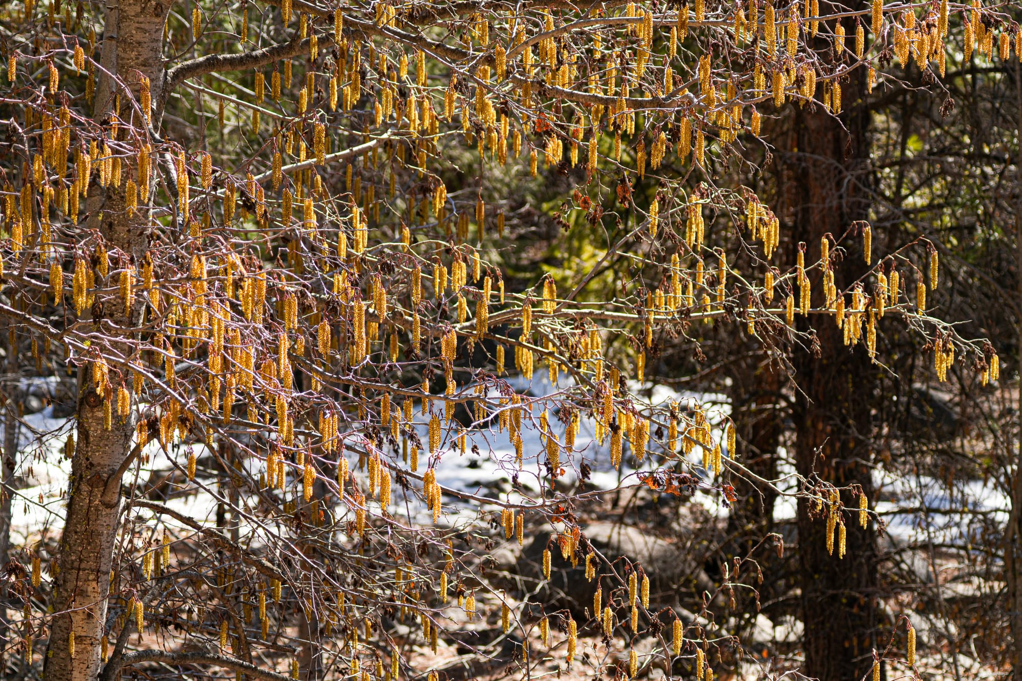 birch catkins