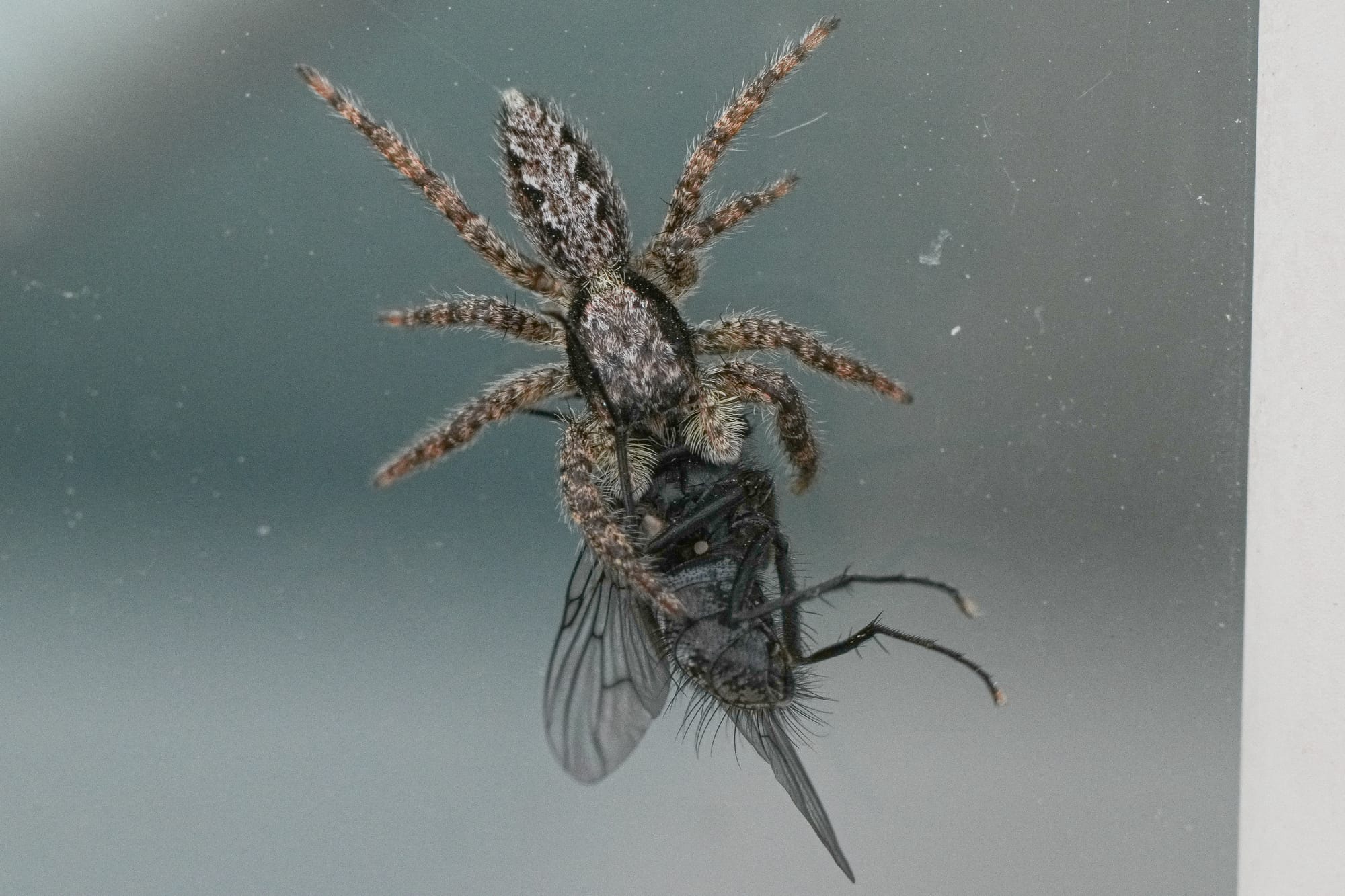 jumping spider with fly