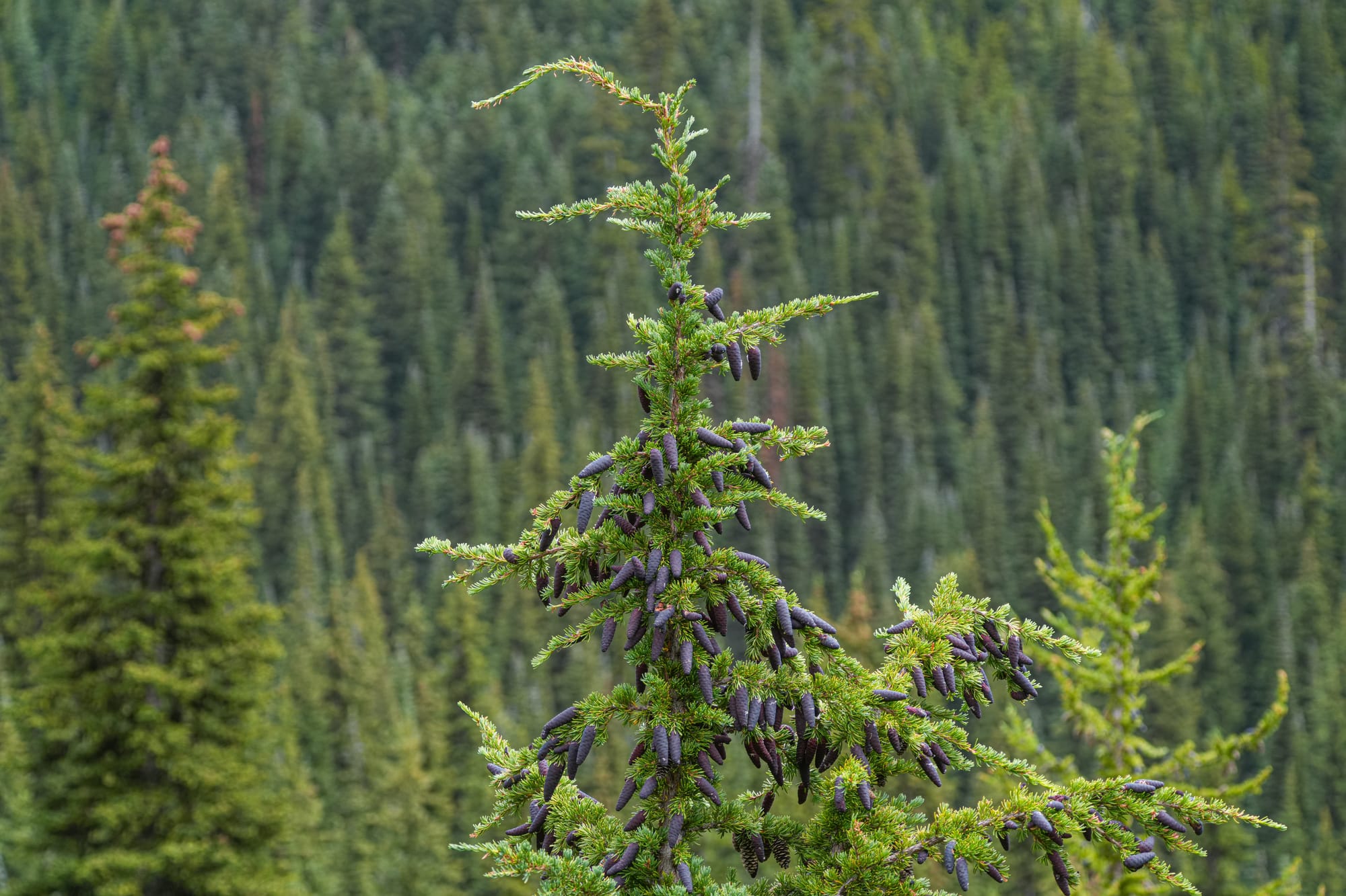 mountain hemlock