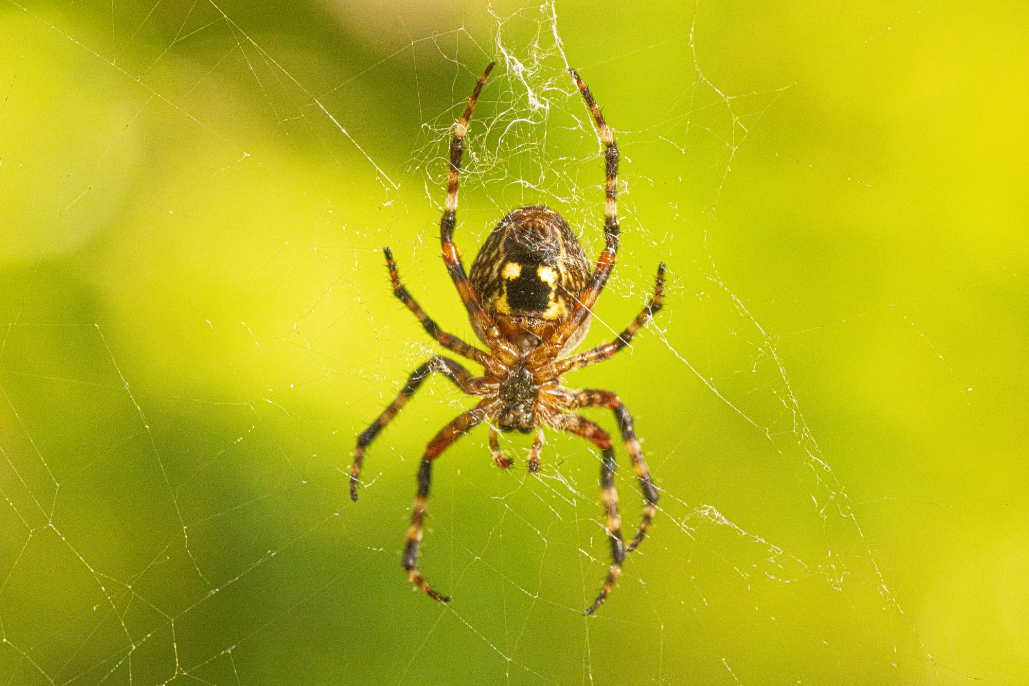 spider on web