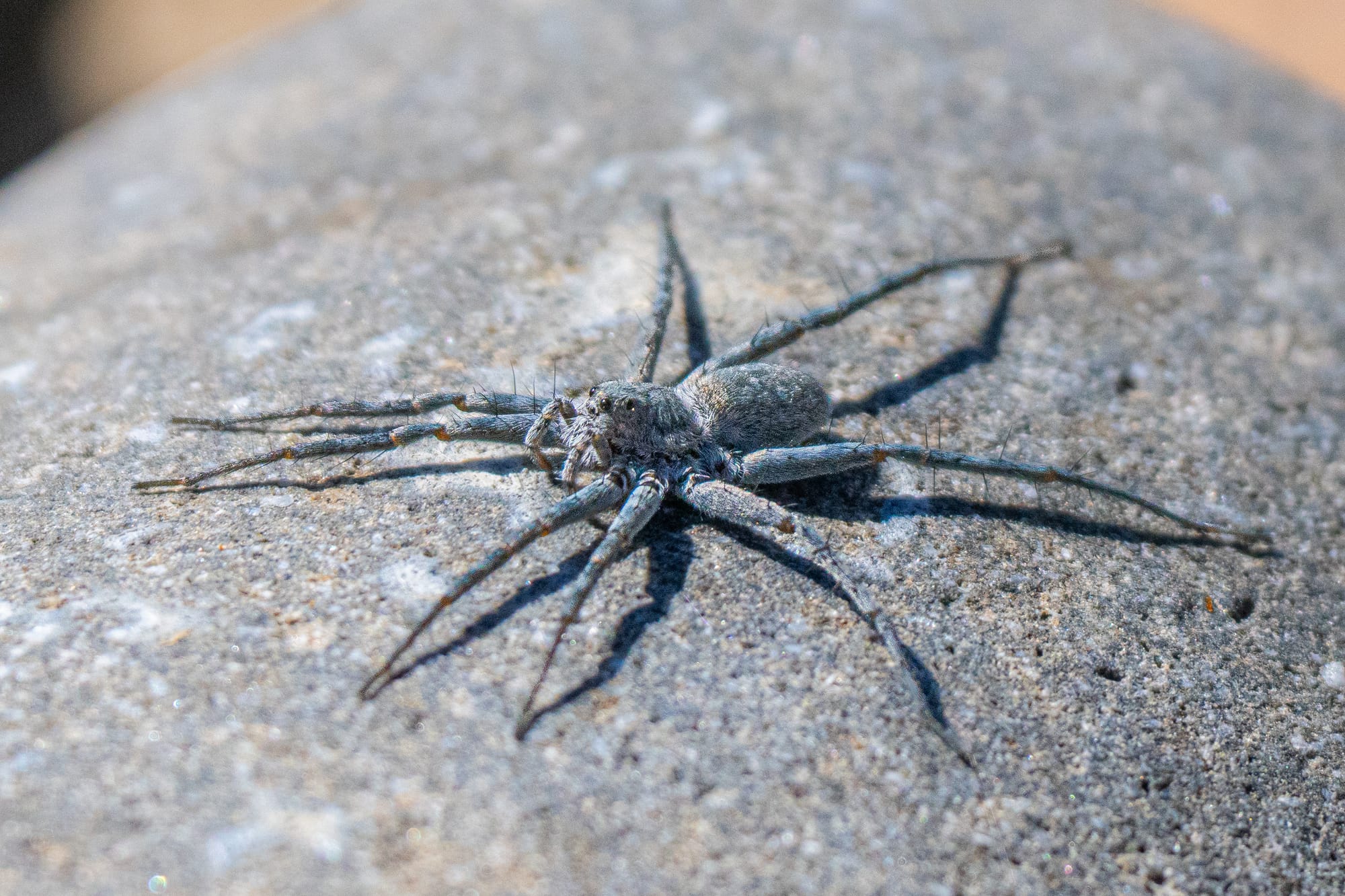 hunting spider