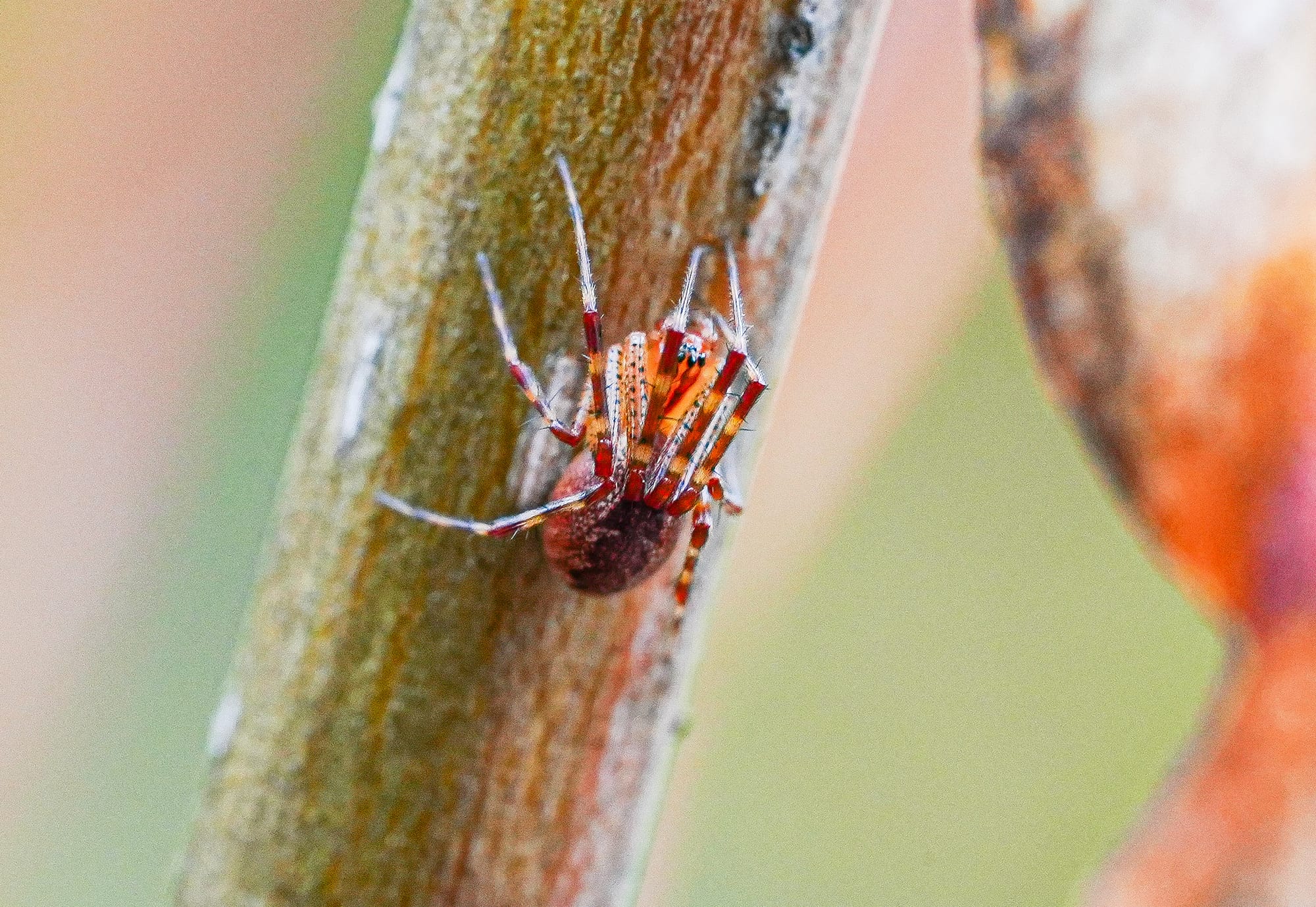 resting spider