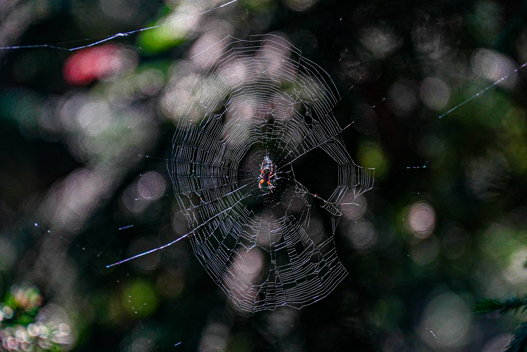 spider on web