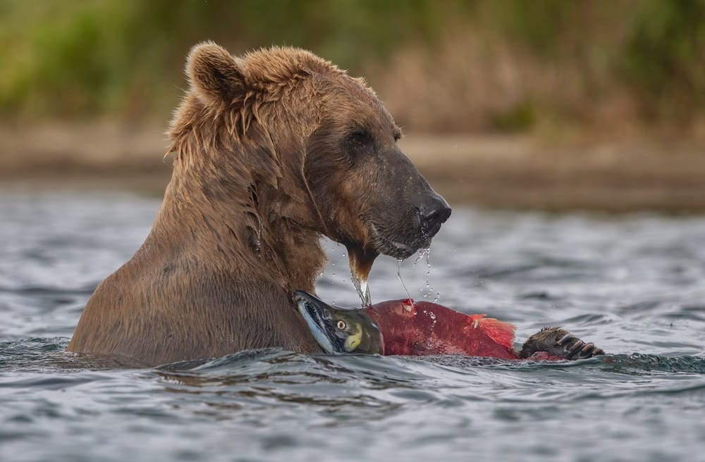 bear with salmon