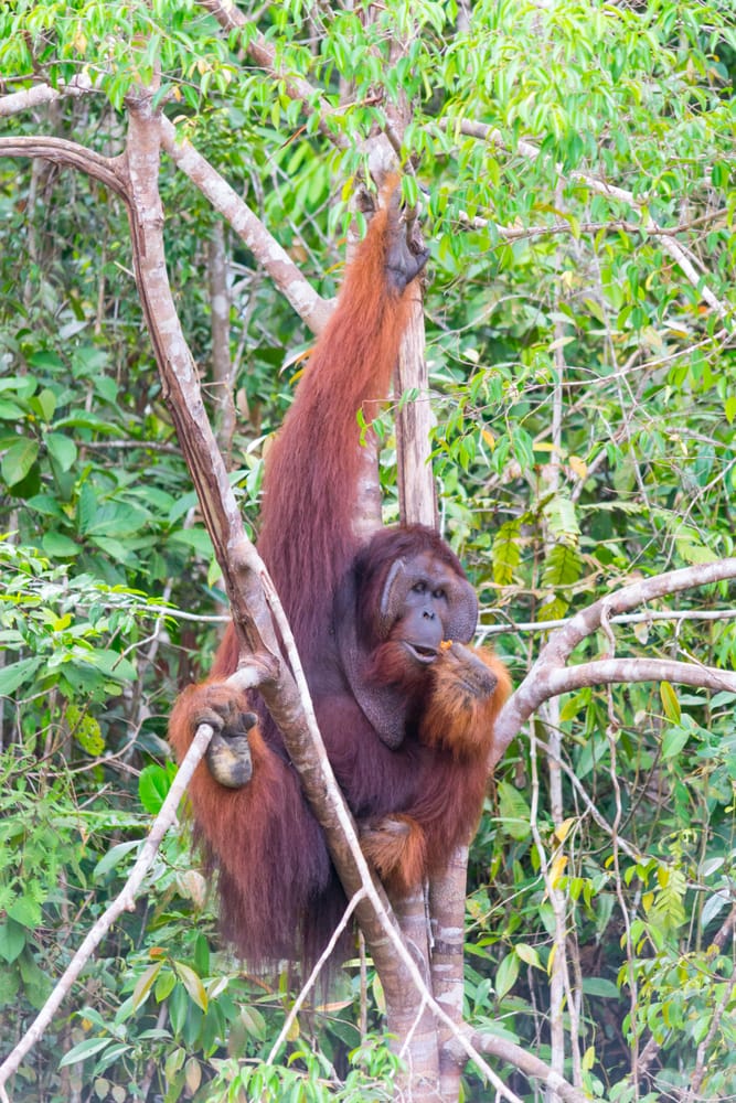 orangutan