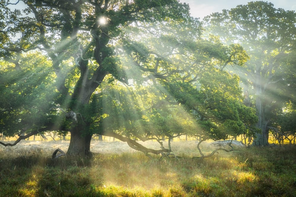oak woodland