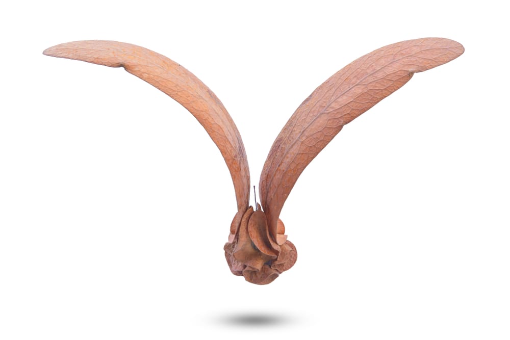 dipterocarp seed