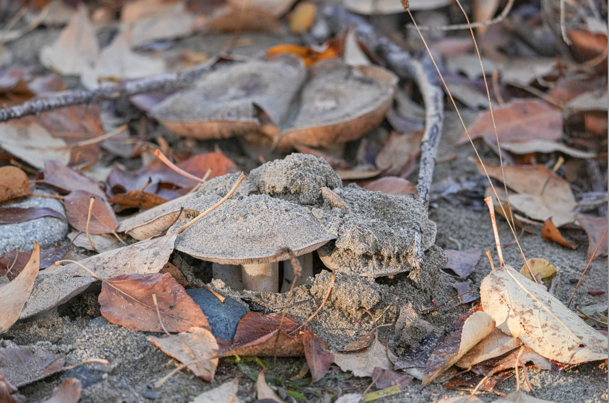 mushrooms in soil