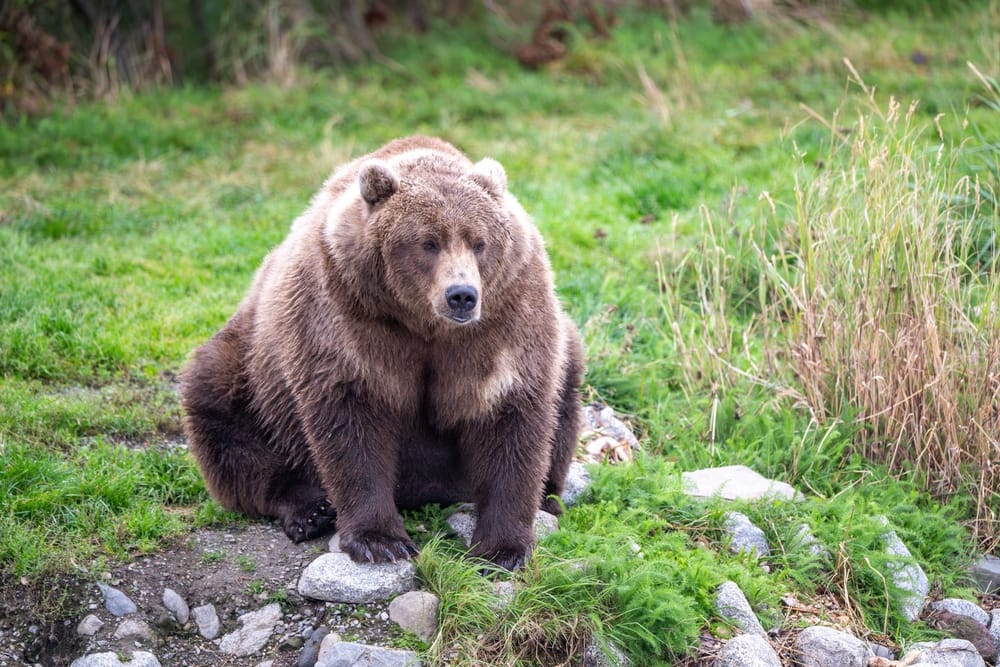 brown bear