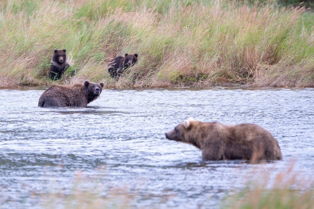 brown bears
