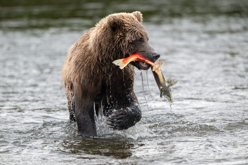 brown bear and salmon
