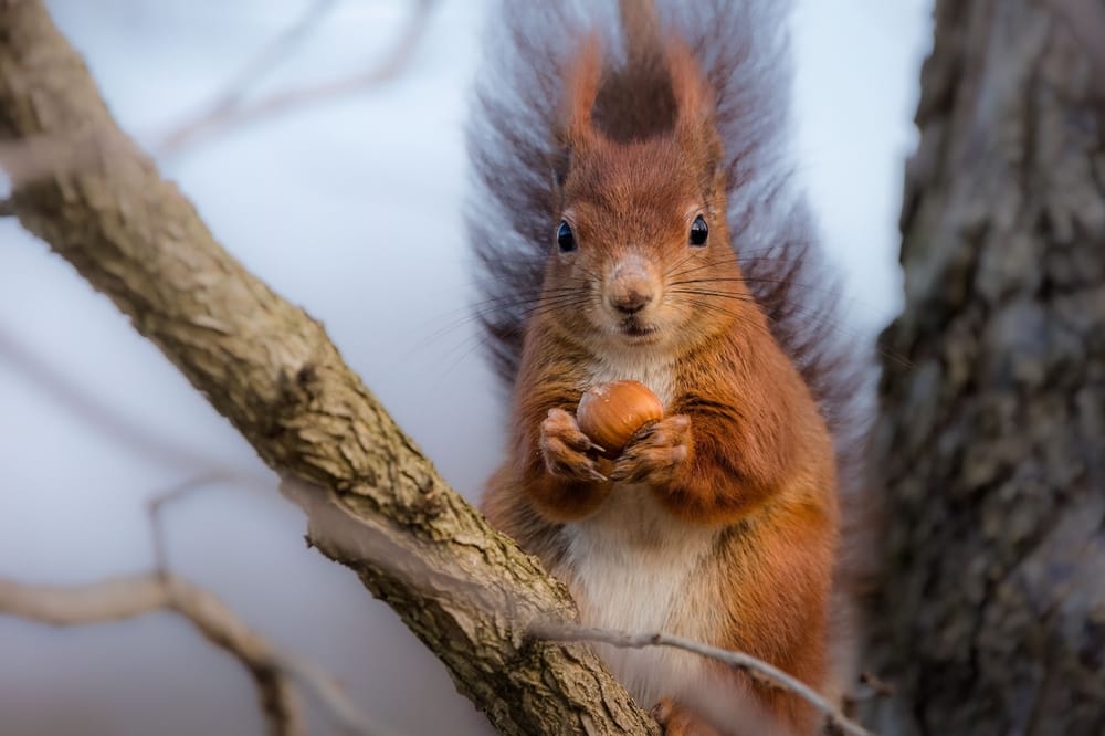 red squirrel with acorn