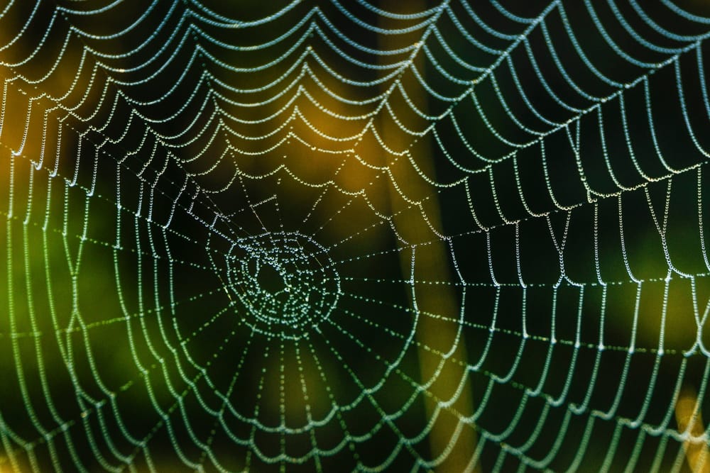 spider web