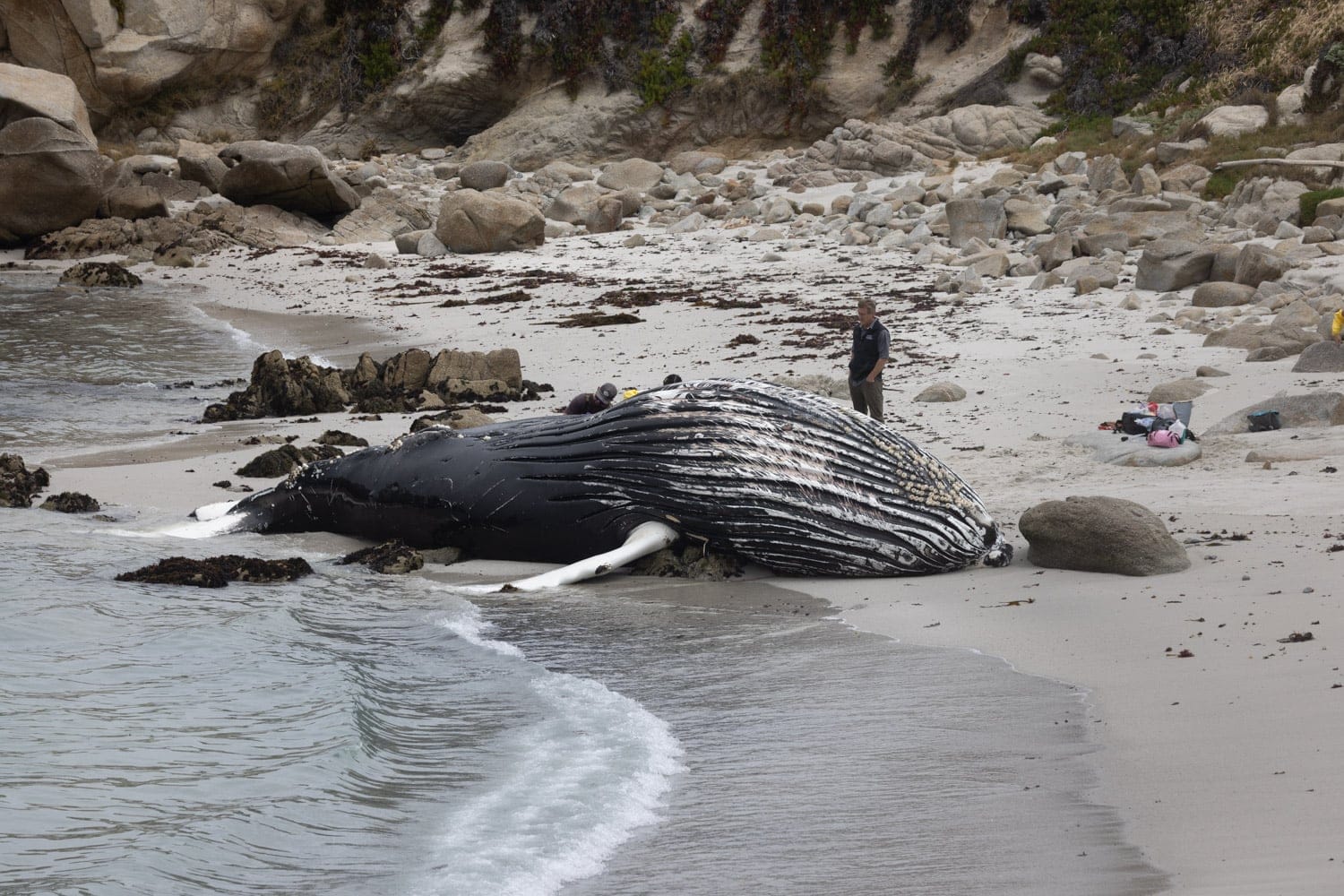 dead whale on beach
