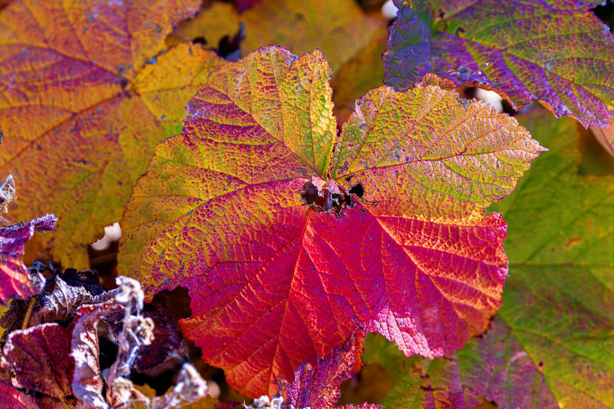 thimbleberry