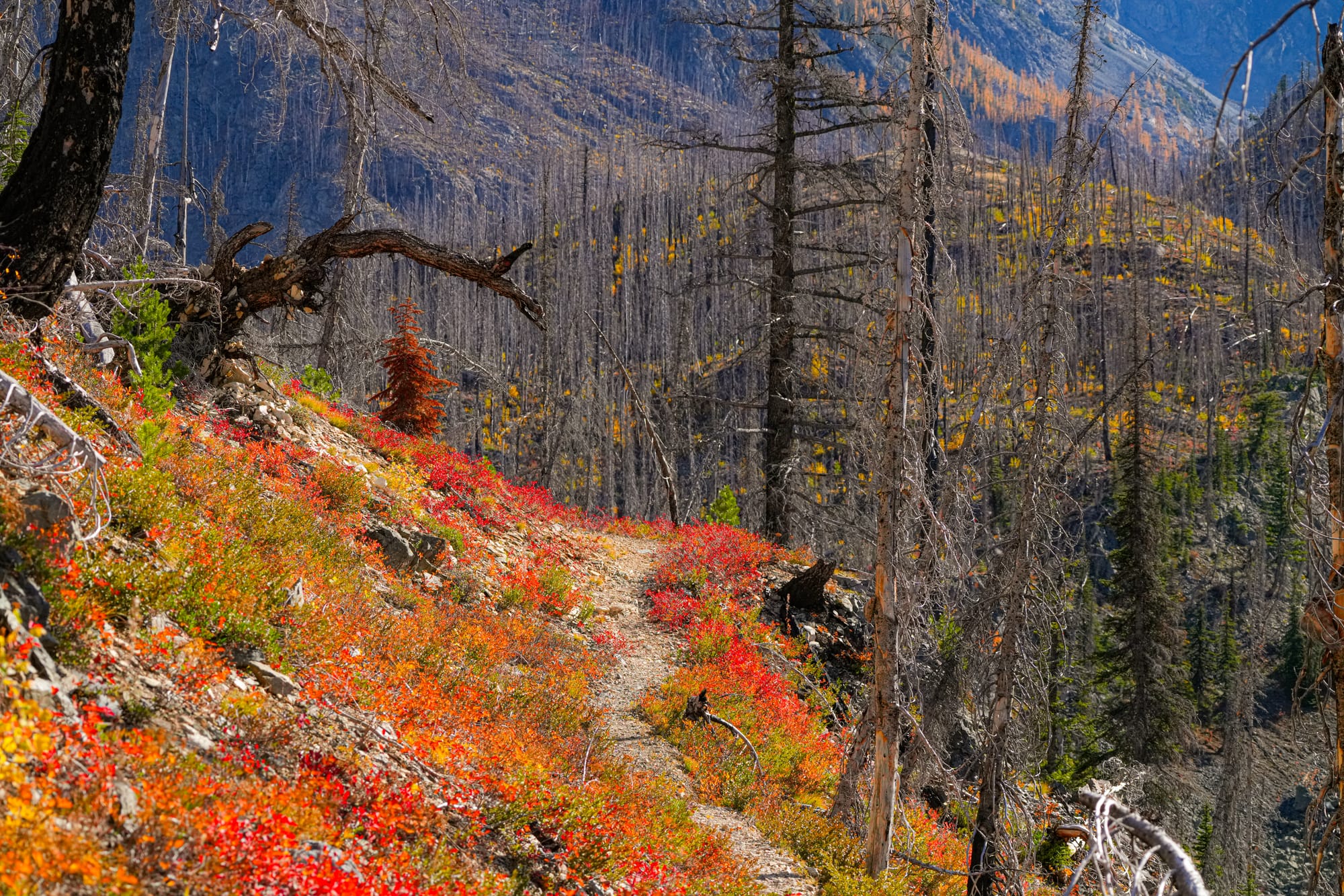 fall colors