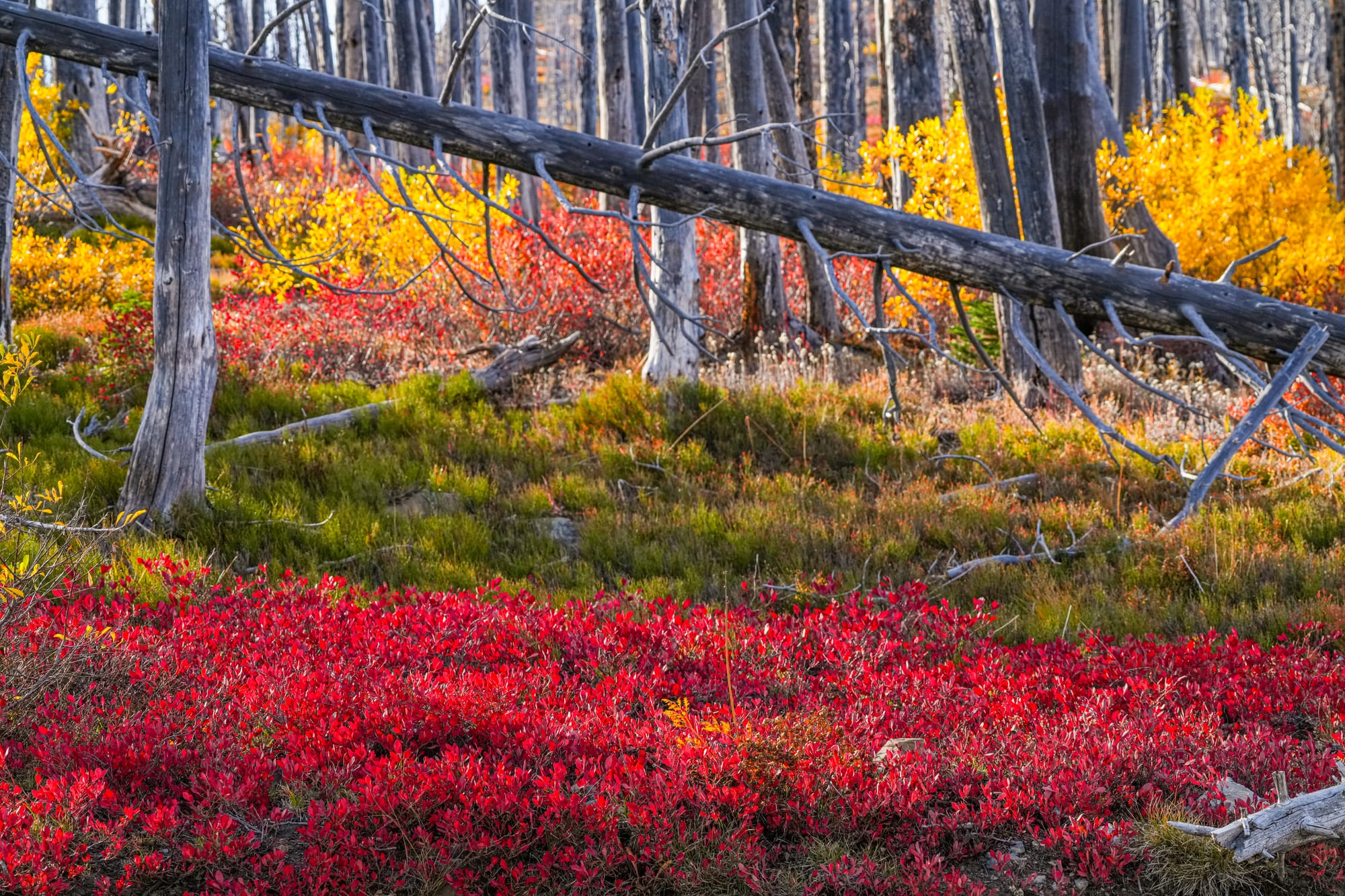 fall colors