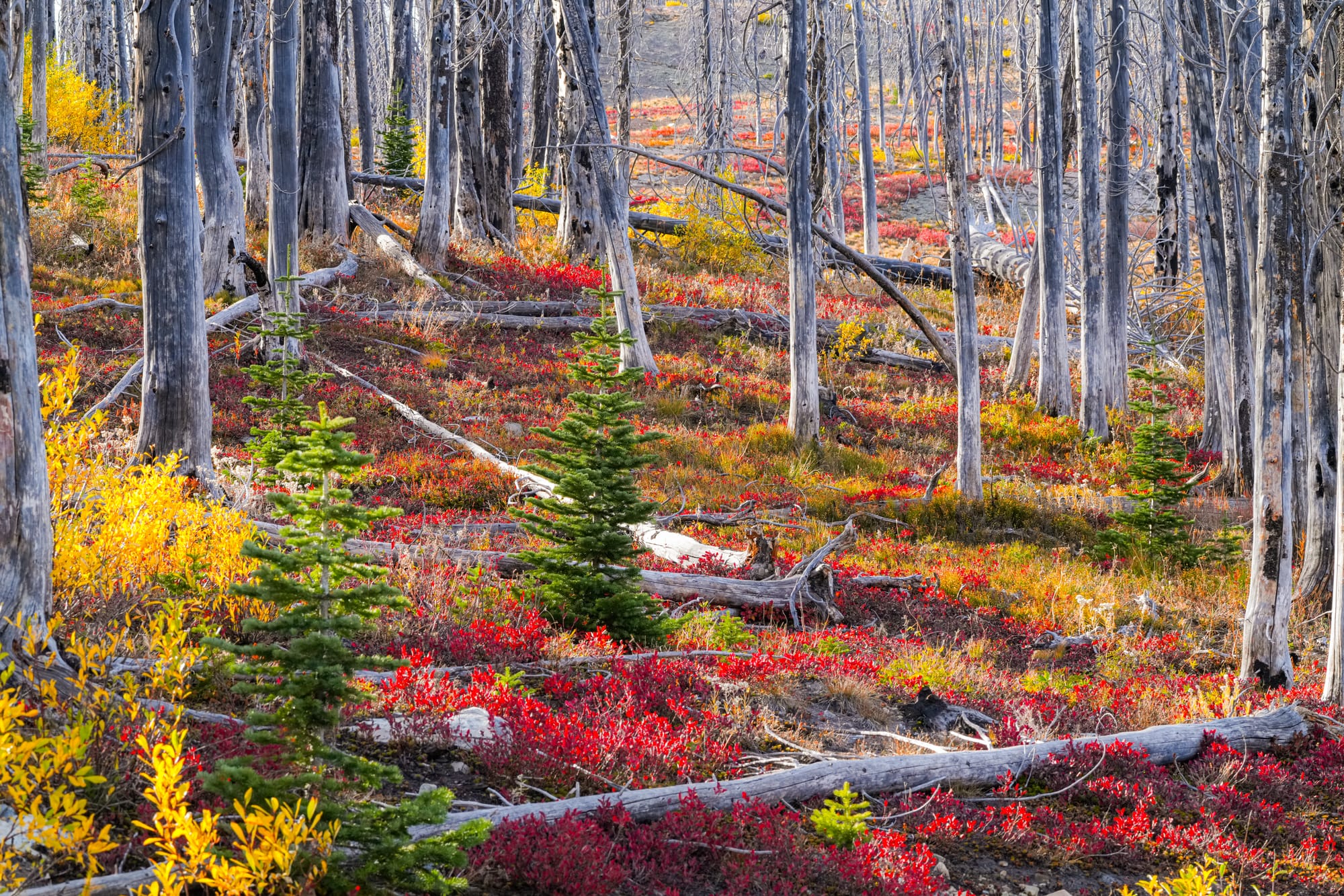 fall colors