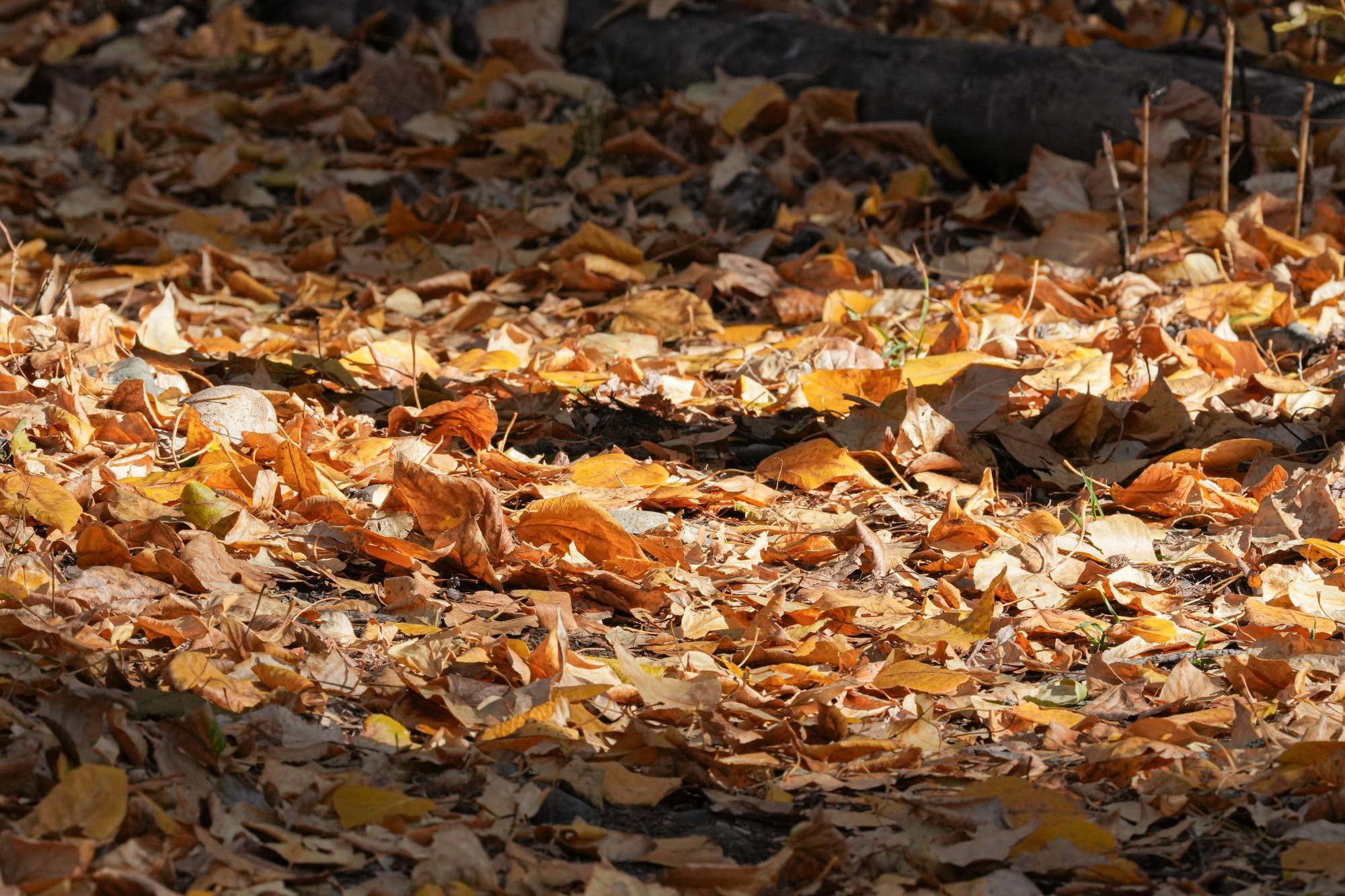 leaves on ground