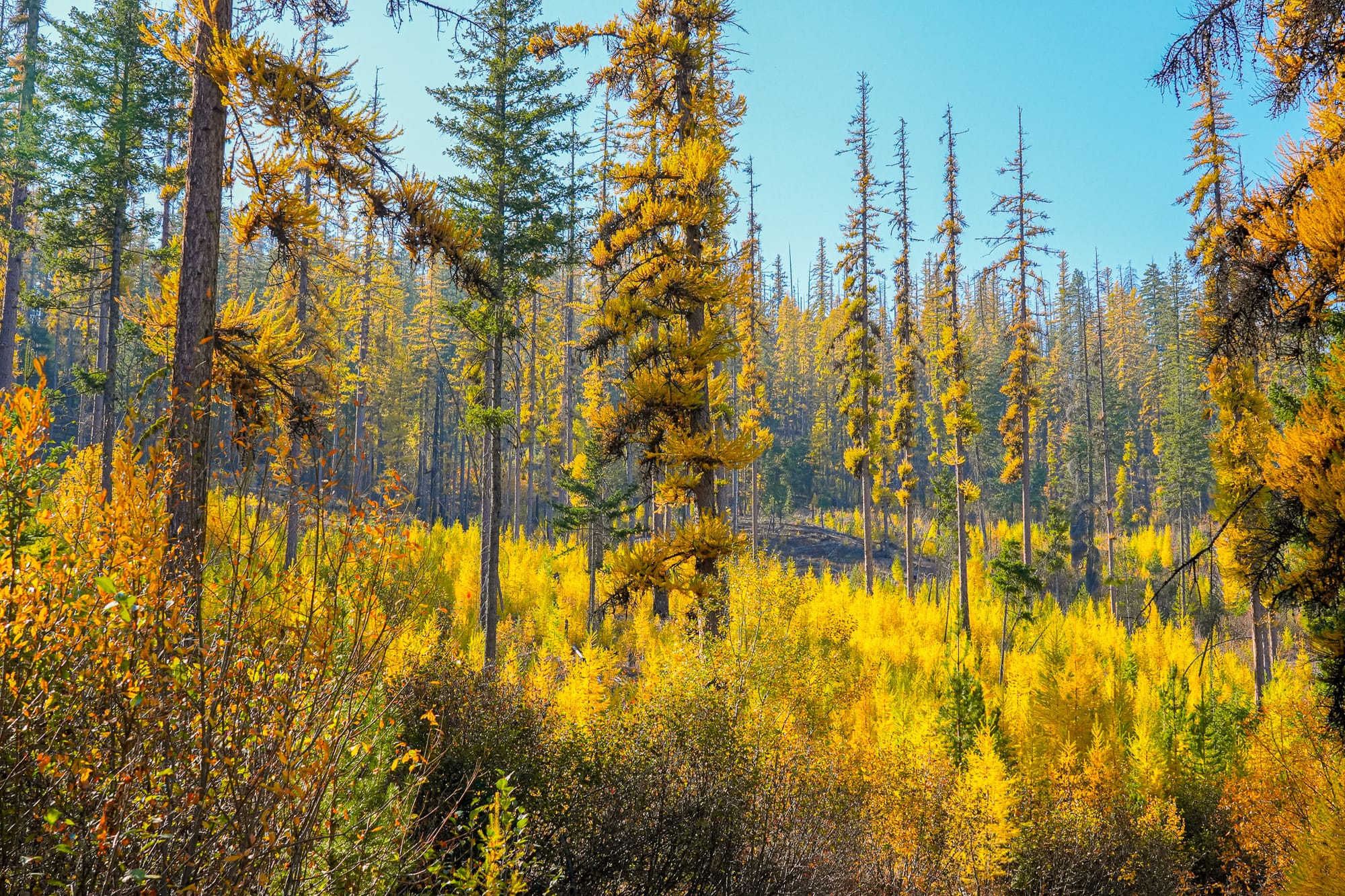 western larches
