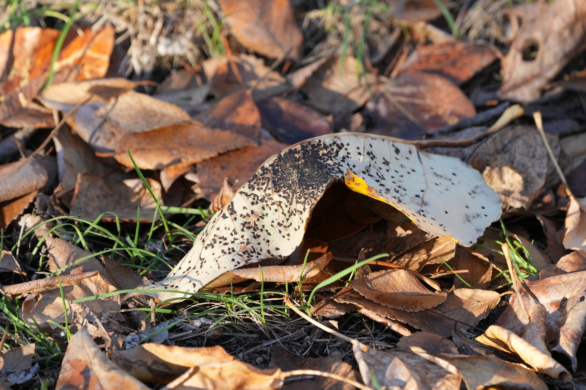 fungi on leaf