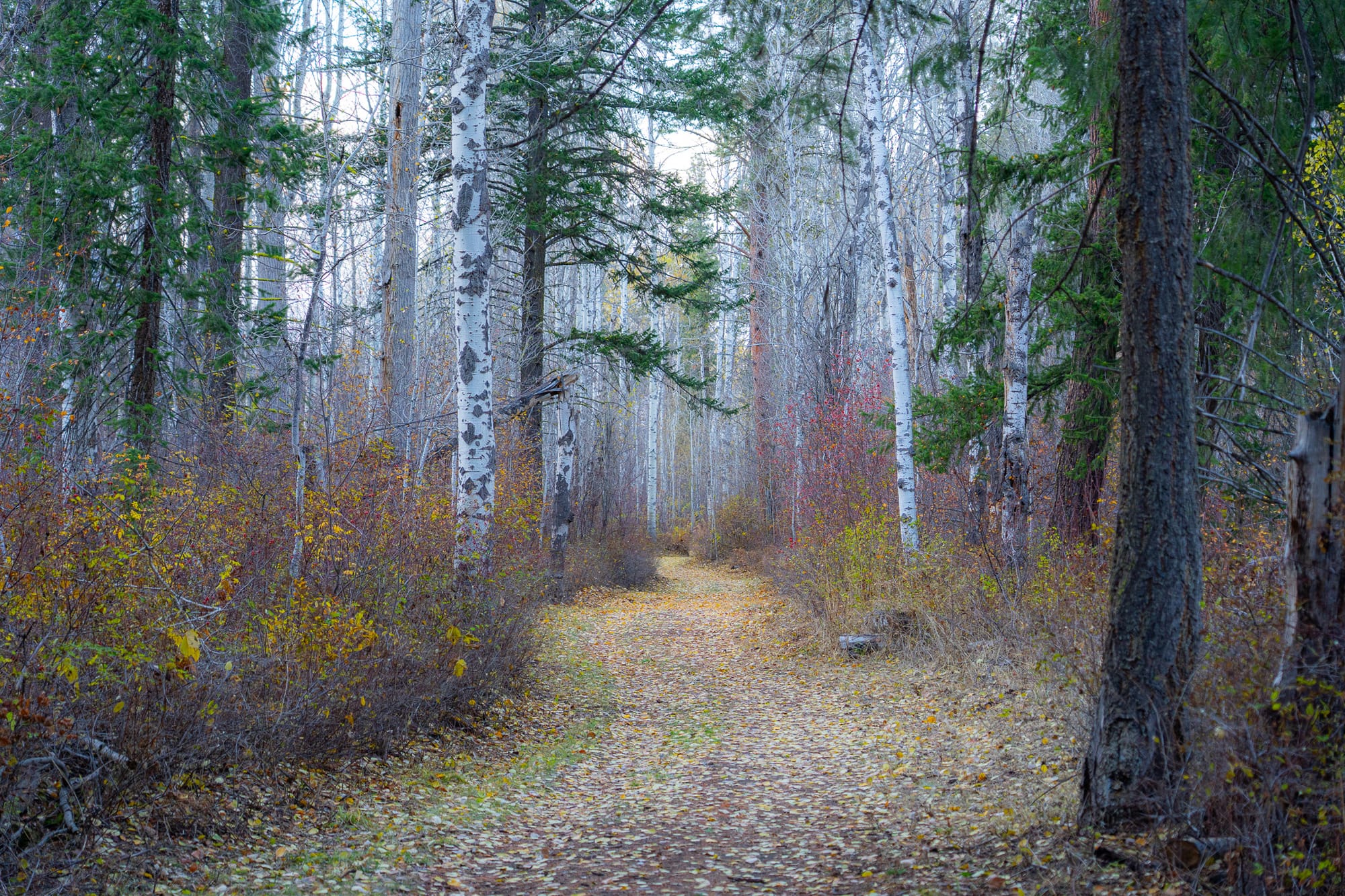 fall colors