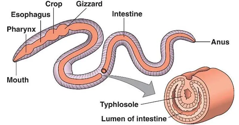 earthworm digestive system
