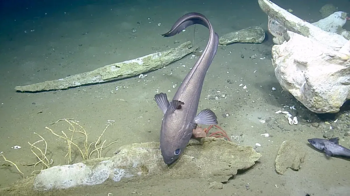 fish at whale carcass