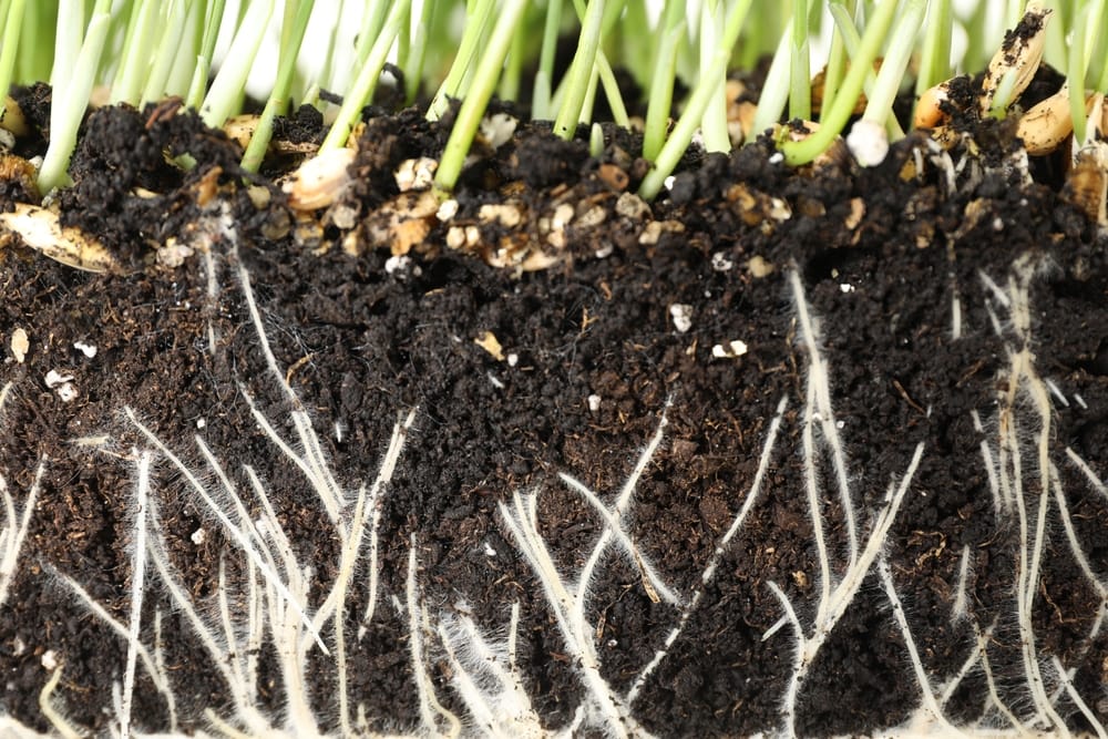 soil