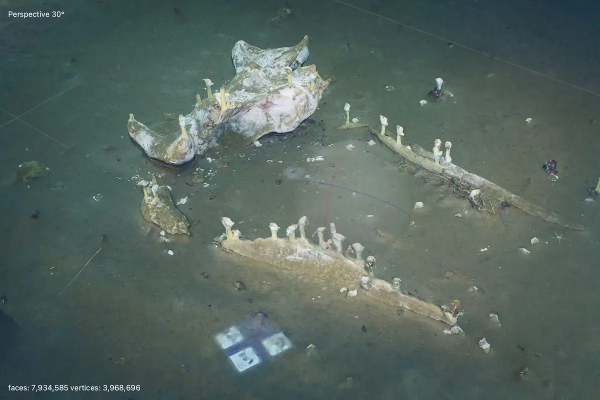whale bones on seafloor