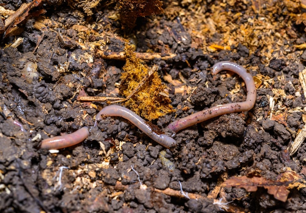earthworms