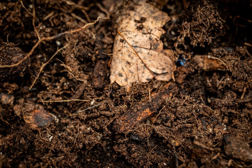 leaf in soil