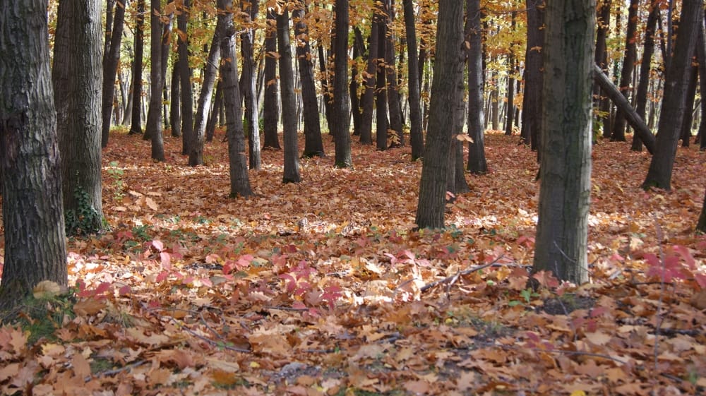 leaves on forest floor