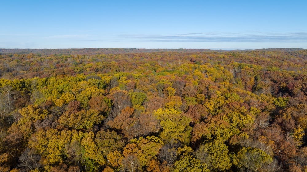 aerial view of forest