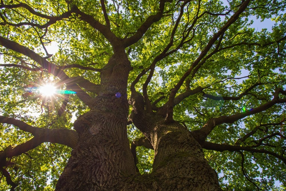 tree canopy