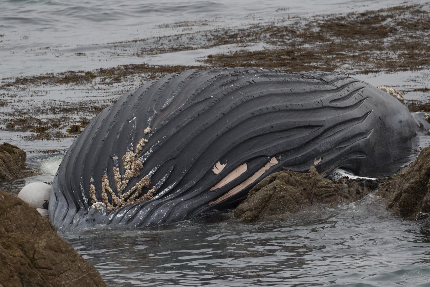 dead whale