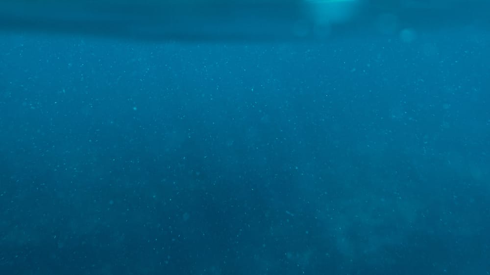 ocean plankton