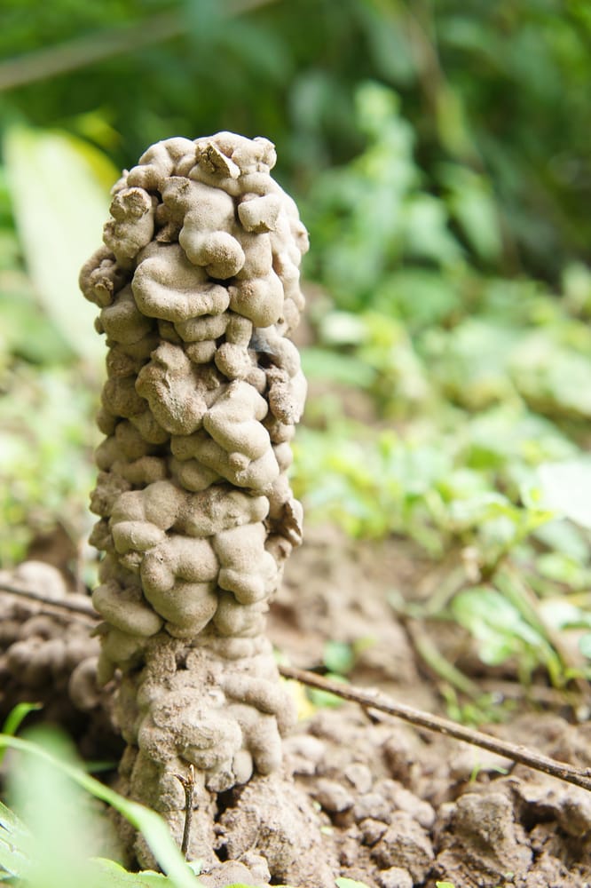 worm castings