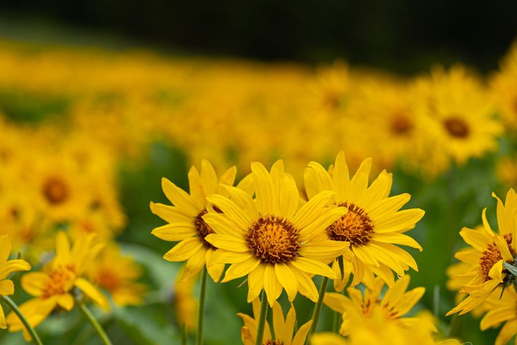 Arrowleaf balsamroots