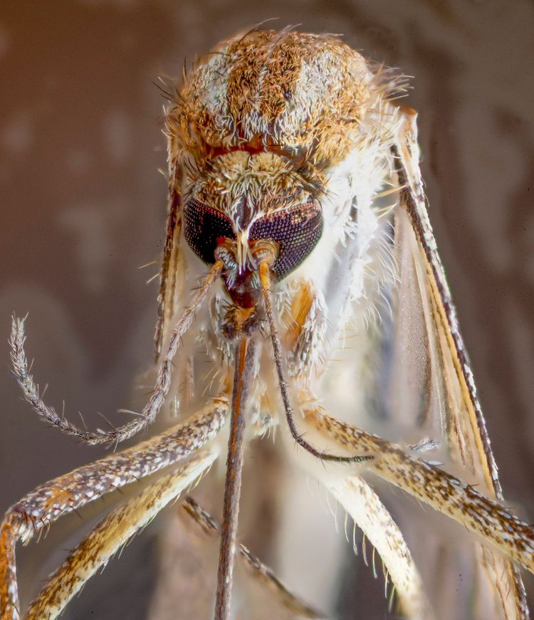 mosquito closeup