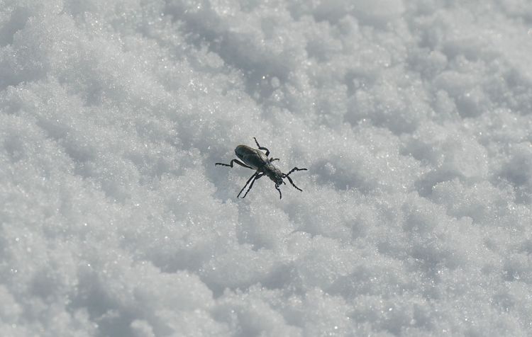 beetle on snow
