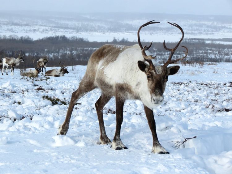 reindeer